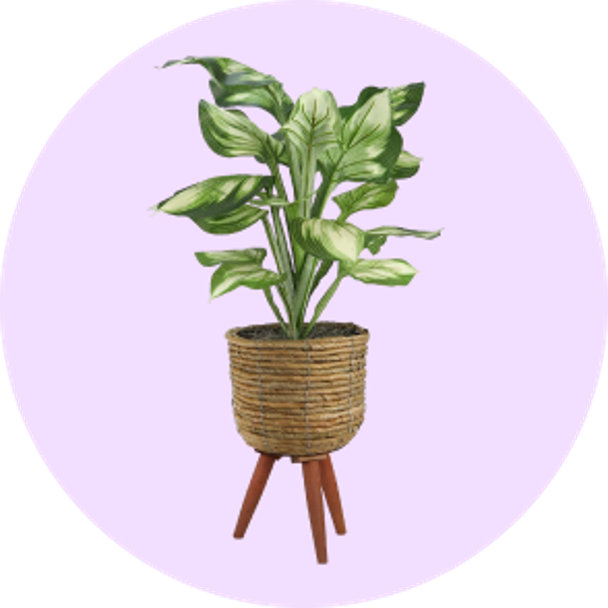 Potted plant